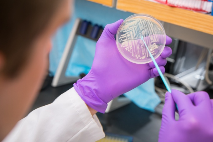 Researcher swabbing petri dish in lab. 