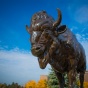 Bronze buffalo statue. 
